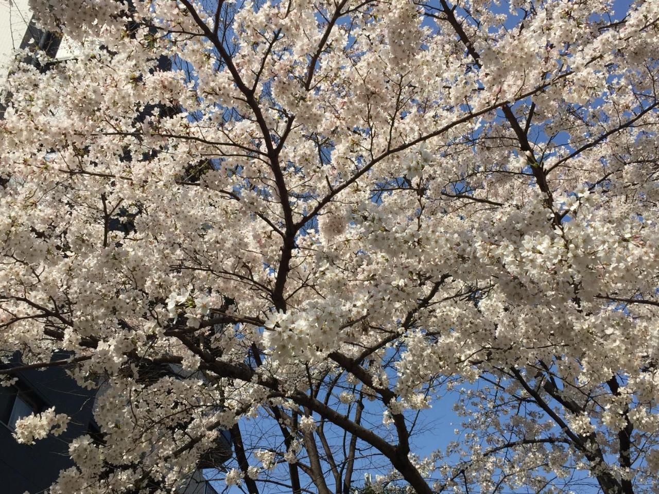 樱花公寓 大阪 外观 照片